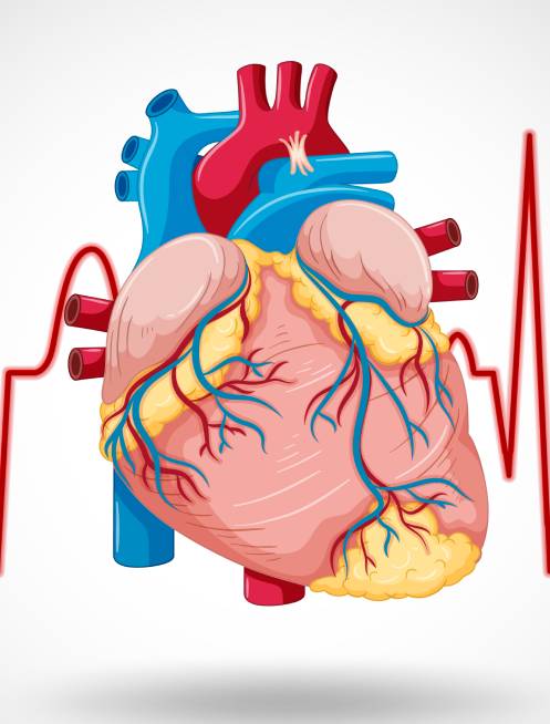 faqs-cardiologia-de-ultima-generacion-merida.jpg